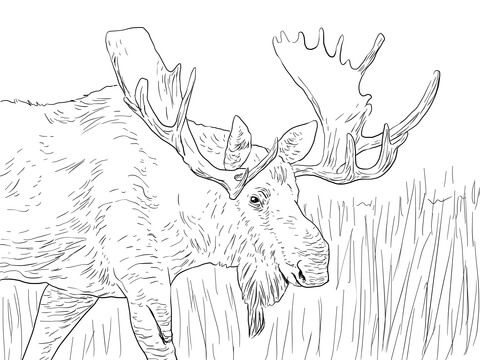 Alaska Moose Coloring Page